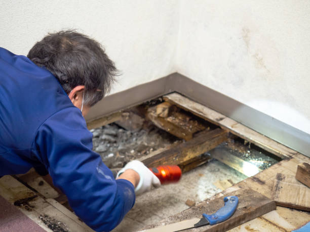 Best Certified Mold Removal  in Lamar, TX