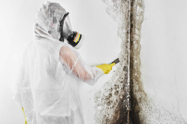 Best Mold Removal and Inspection  in Lamar, TX