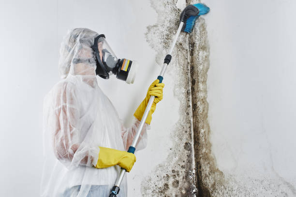 Trusted Lamar, TX Mold Removal Experts