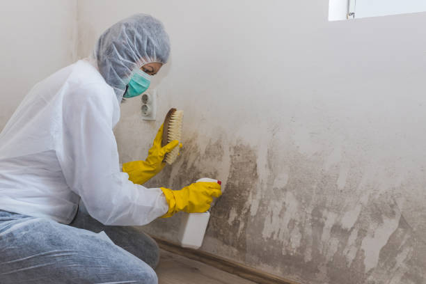 Best Mold Damage Repair  in Lamar, TX