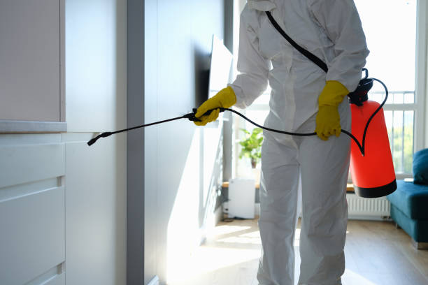 Best Black Mold Removal  in Lamar, TX