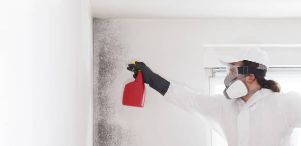 Best Office Mold Removal Services  in Lamar, TX