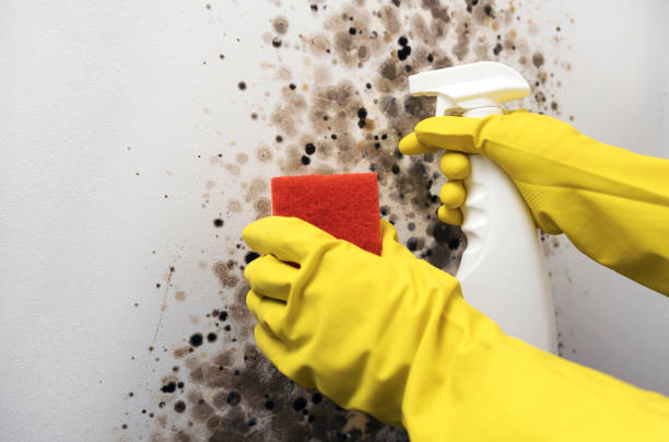 Mold Removal and Inspection in Lamar, TX