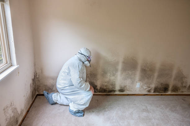 Best Emergency Mold Removal  in Lamar, TX