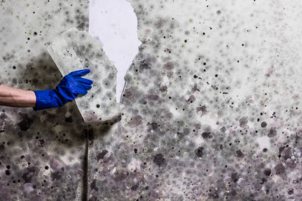 Best Mold Remediation Services  in Lamar, TX