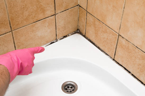 Certified Mold Removal in Lamar, TX
